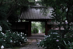 今年も逢いに本光寺の紫陽花＃４