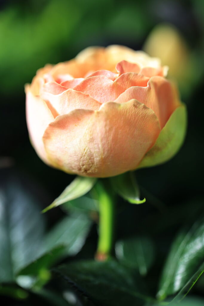 季節を先取り温室の花たち＃６