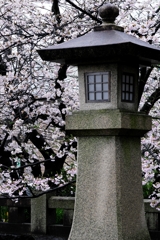 雨降りの雫狙いサクラ撮影＃２