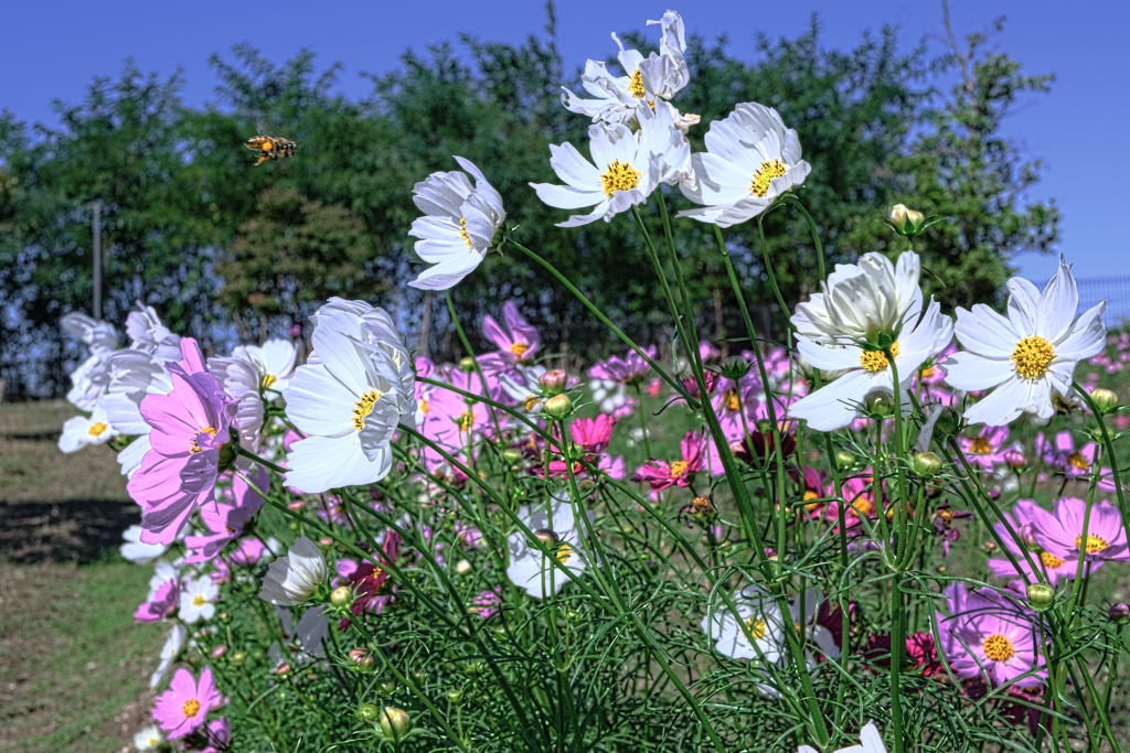 油ヶ淵水辺公園のコスモス＃１０
