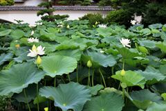 見頃を迎えたハスの花たち＃２