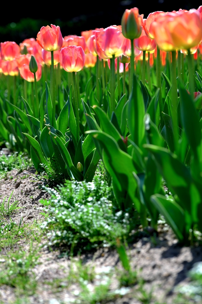 早咲きのチューリップがキレイ～＃８