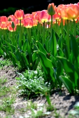 早咲きのチューリップがキレイ～＃８