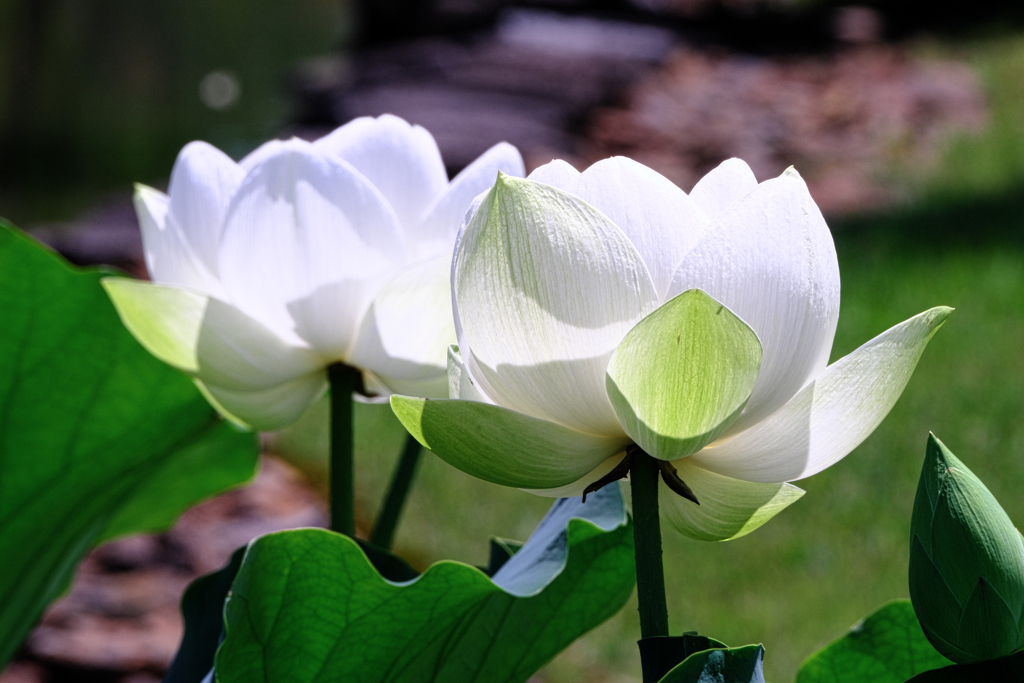 水辺公園蓮の花＃５