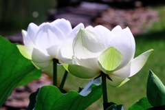 水辺公園蓮の花#5