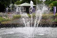 小雨が降る中での花菖蒲＃４