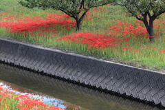 逢妻女川の彼岸花#2