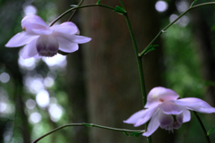 森の妖精・レンゲショウマ#2