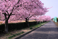 「ふれあいの道」河津桜が満開＃５