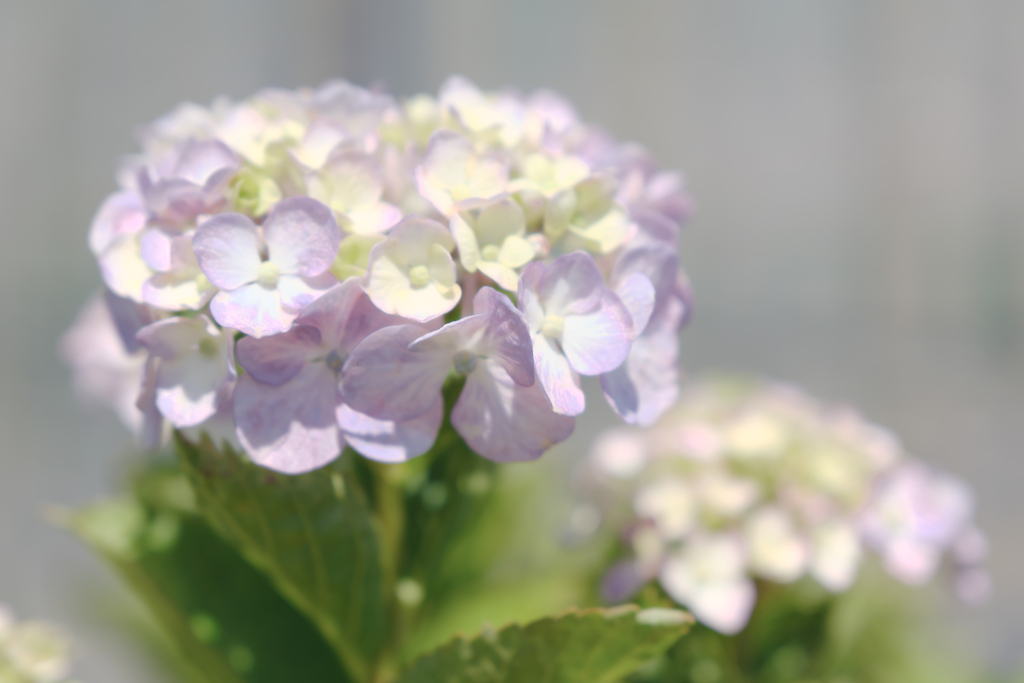 隣街の小さなお寺の紫陽花＃５