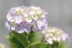 隣街の小さなお寺の紫陽花＃５