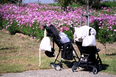 マクロでコスモス撮影＃１