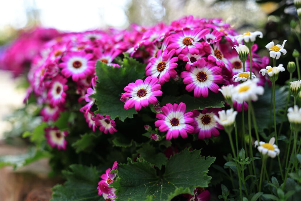 季節を先取り温室の花たち＃１