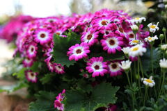 季節を先取り温室の花たち＃１