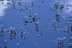 岡崎の大正池こと小呂池#5