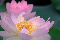 水辺公園の蓮の花＃５