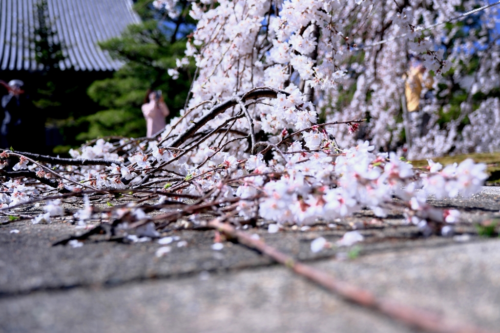 専修坊の枝垂れサクラ満開＃２