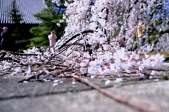 専修坊の枝垂れサクラ満開＃２