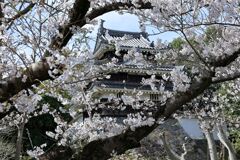 見頃の西尾歴史公園サクラ＃５