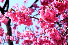 なばなの里・春真っ盛り＃１０