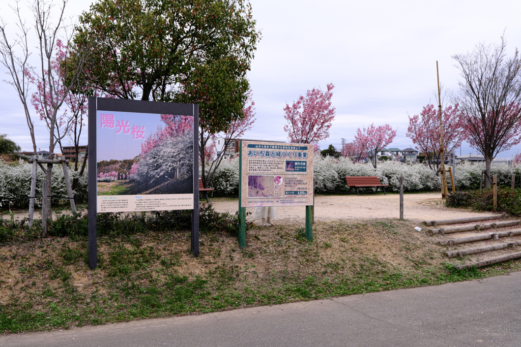 見頃を迎えた陽光サクラ＃１