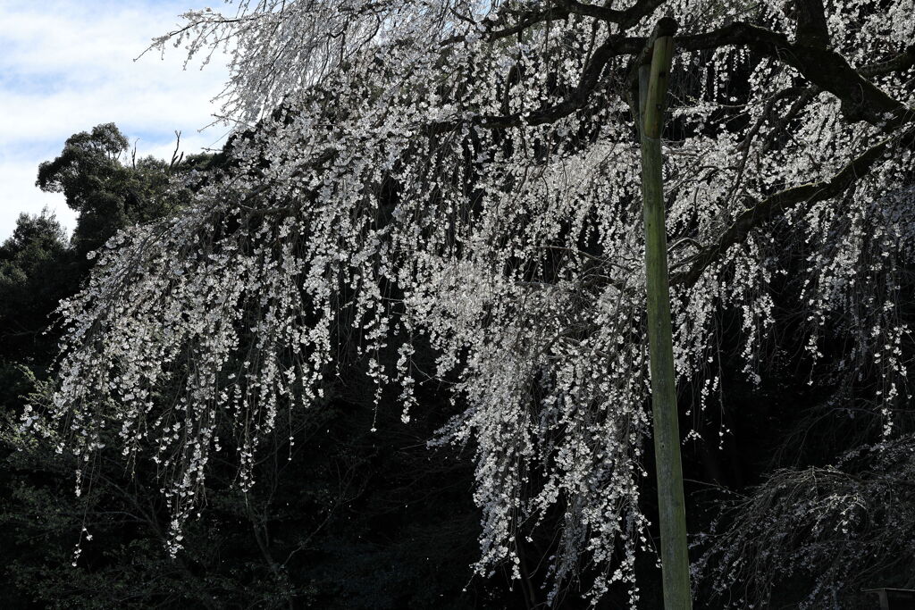 持統天皇が手植えの枝垂れサクラ＃５