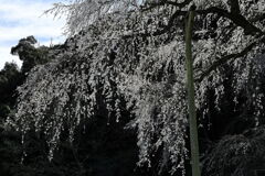 持統天皇が手植えの枝垂れサクラ＃５