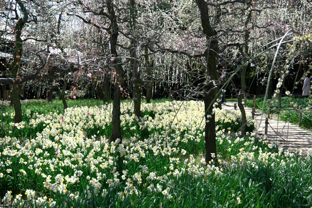 なばなの里・春真っ盛り＃４