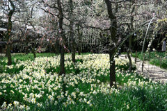 なばなの里・春真っ盛り＃４