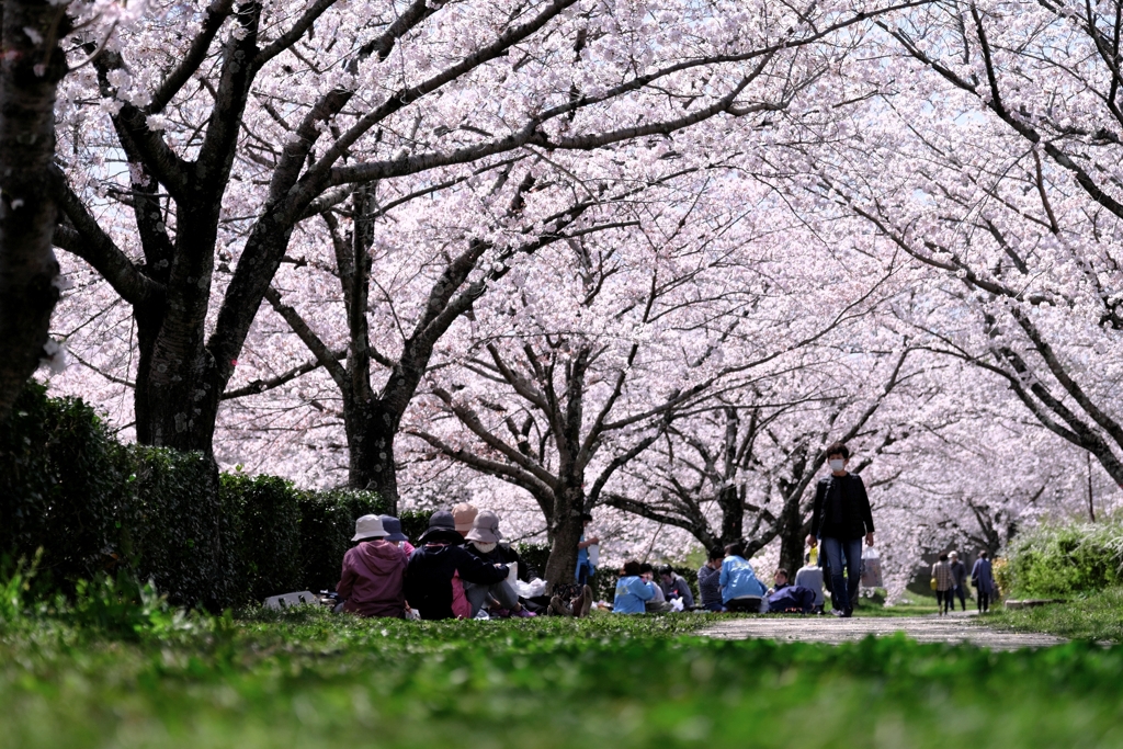 圧巻な水無瀬川のサクラ並木＃９