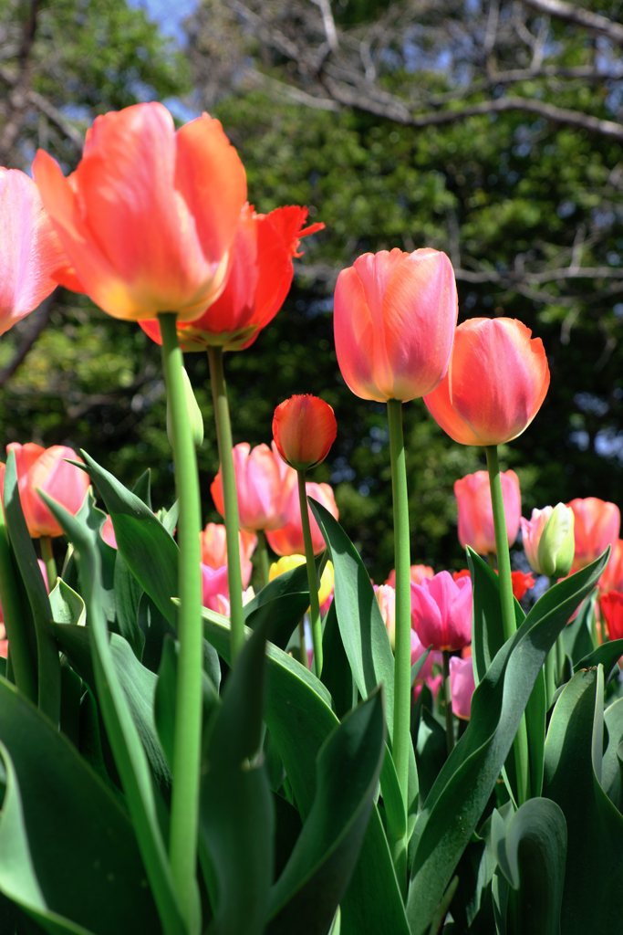カラフルな早咲きのチューリップ＃５