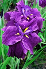 見頃が待ち遠しい花菖蒲#8