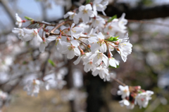 今日出会った様々なサクラたち#5