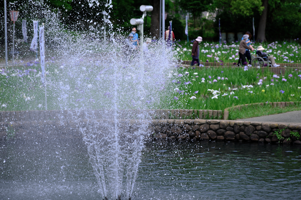 今年も逢いに菖蒲の花＃４