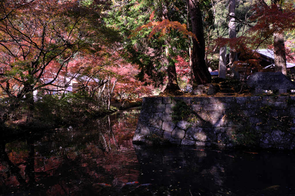 晩秋の紅葉撮影・松平郷＃１