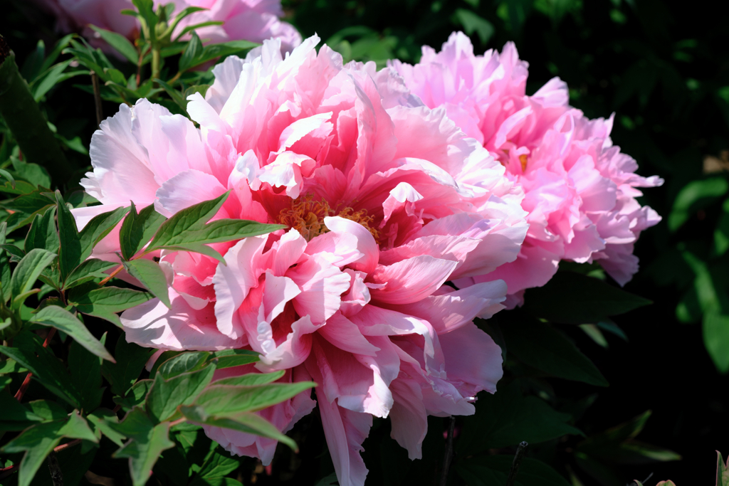 見頃を迎えた牡丹の花＃６