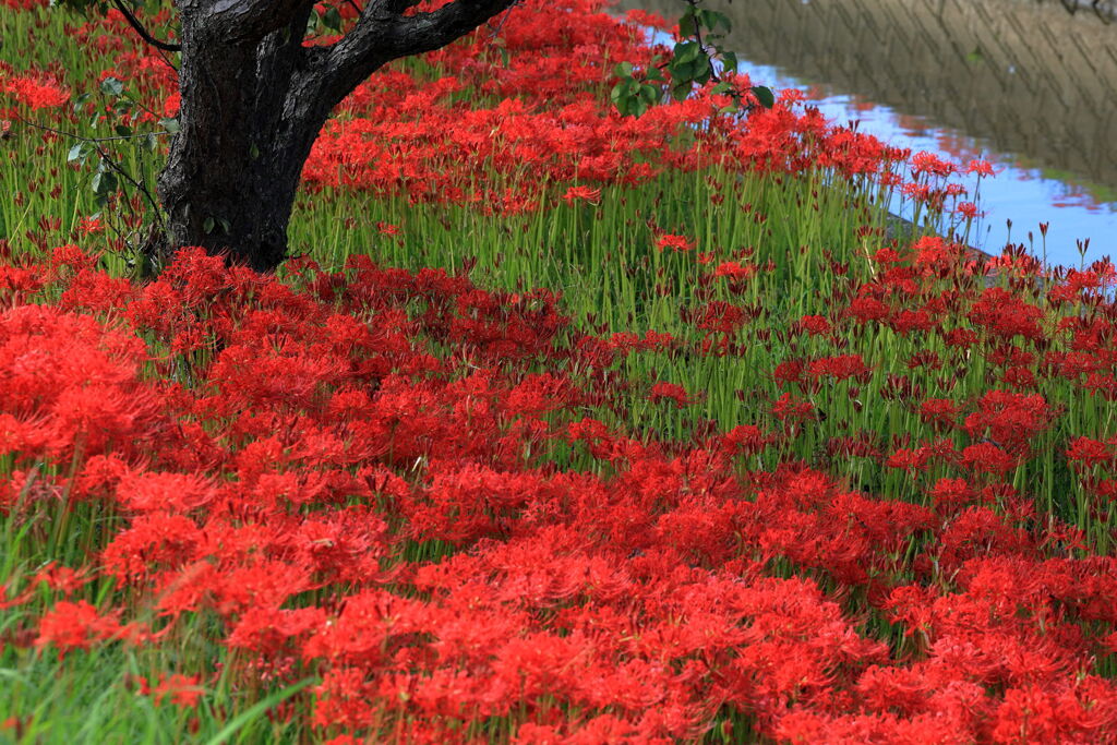 逢妻女川の彼岸花＃８