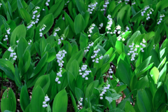 春うらら・花たちが咲き揃う＃１