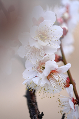 岡崎南公園の梅の花＃５