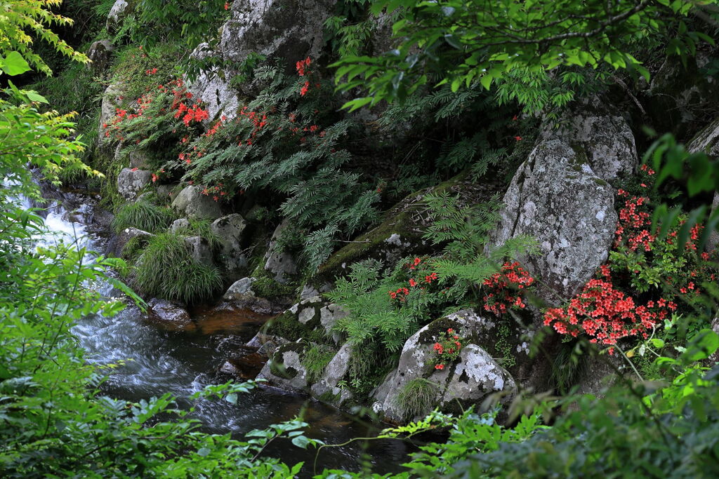 見頃を迎えた岩ツツジ＃９