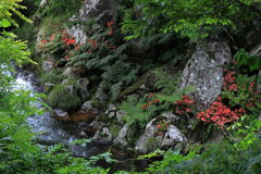 見頃を迎えた岩ツツジ＃９