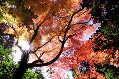 晩秋の紅葉撮影・雲興寺#4