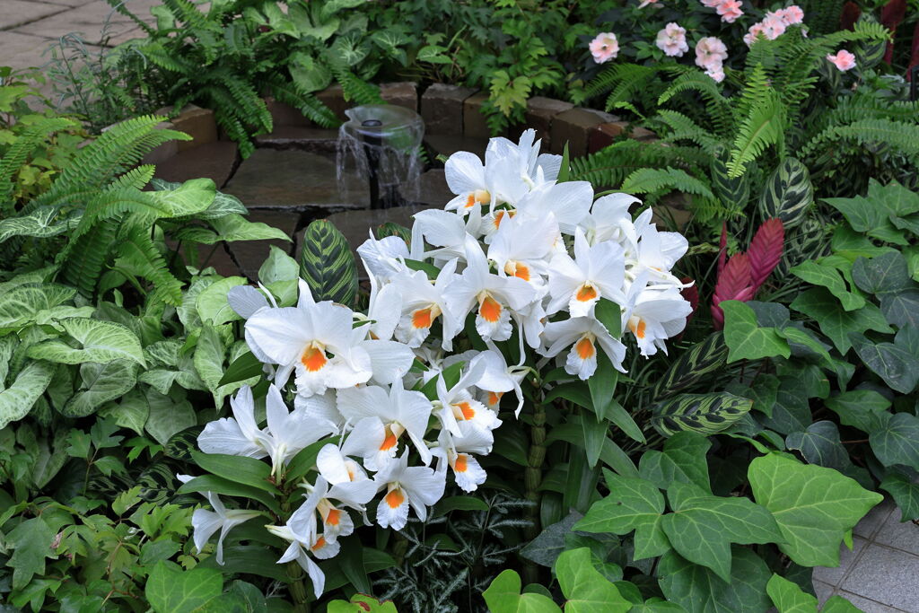 夏至の暑さに負けず・・・・＃４