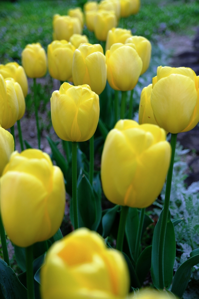 春爛漫チューリップたち＃４