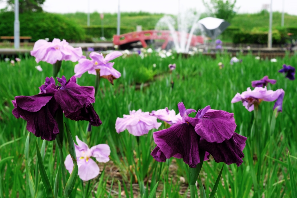 見頃が待ち遠しい花菖蒲＃１