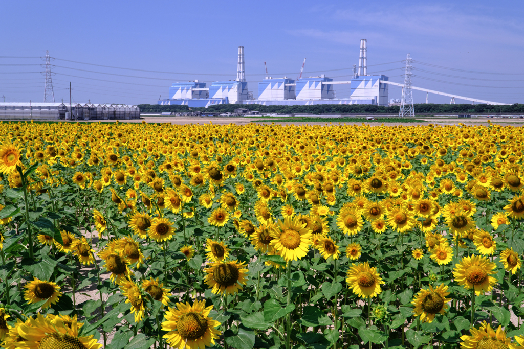 青空の下でヒマワリが見頃＃８