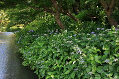 紫陽花が咲き始めた＃３
