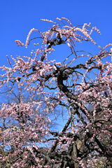 枝垂れサクラが満開＃１１