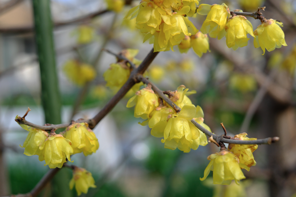 町内にある畑のロウバイが見頃＃８