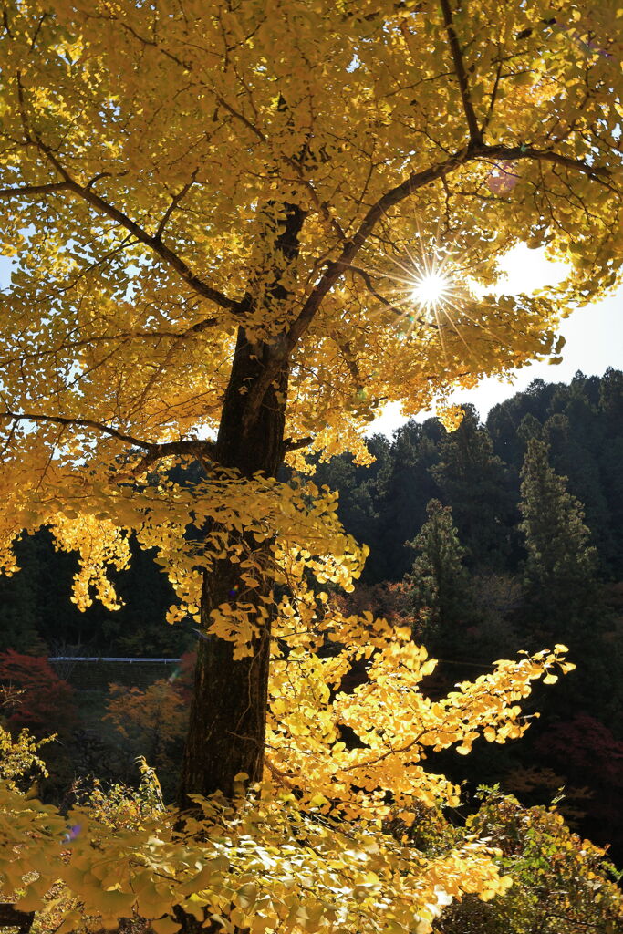 久し振りに大井平公園紅葉撮影＃２０